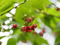 Tuinplant.nl Kardinaalshoed