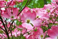 Tuinplant.nl Amerikaanse kornoelje