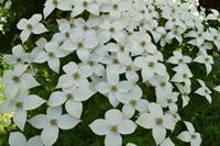 Tuinplant.nl Japanse Kornoelje