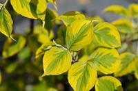 Tuinplant.nl Amerikaanse Kornoelje