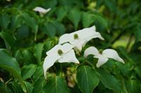 Tuinplant.nl Amerikaanse Kornoelje