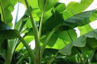 Tuinplant.nl Banaan