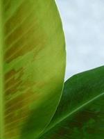 Tuinplant.nl Banaan