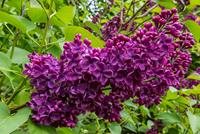 Tuinplant.nl Sering