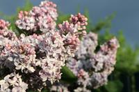 Tuinplant.nl Sering