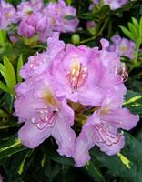 Tuinplant.nl Rhododendron
