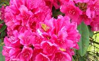 Tuinplant.nl Rhododendron
