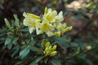 Tuinplant.nl Rhododendron