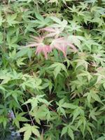 Tuinplant.nl Japanse esdoorn