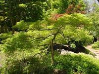 Tuinplant.nl Japanse esdoorn
