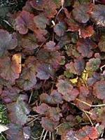 Tuinplant.nl Tellima