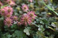 Tuinplant.nl Stekelnootje