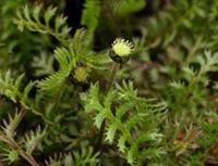 Tuinplant.nl Cotula, Goudknopje