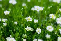 Tuinplant.nl Vetmuur