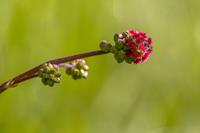 Tuinplant.nl Pimpernel