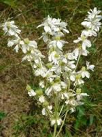 Tuinplant.nl Knolspirea