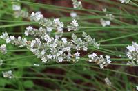 Tuinplant.nl Witte lavendel