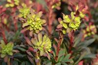 Tuinplant.nl Amandelwolfsmelk