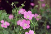 Tuinplant.nl Ooievaarsbek