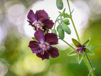 Tuinplant.nl Ooievaarsbek