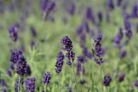 Tuinplant.nl Lavendel