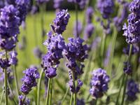 Tuinplant.nl Lavendel