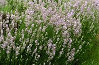 Tuinplant.nl Lavendel