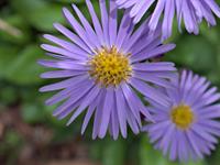 Tuinplant.nl Kalimeris