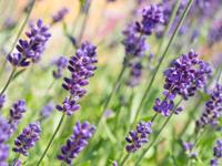 Tuinplant.nl Lavendel