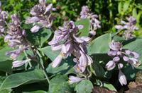 Tuinplant.nl Funkia, Hartlelie