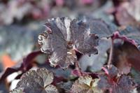 Tuinplant.nl Purperklokje