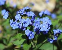 Tuinplant.nl Kaukasisch vergeet-mij-nietje