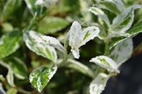 Tuinplant.nl Japanse Kardinaalshoed