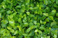 Tuinplant.nl Japanse Kardinaalshoed