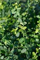 Tuinplant.nl Japanse Kardinaalshoed