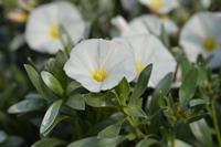 Tuinplant.nl Zilverwinde