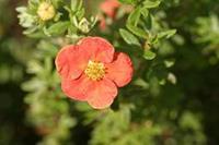 Tuinplant.nl Ganzerik