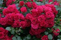 Tuinplant.nl Bodembedekkende roos
