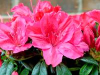 Tuinplant.nl Japanse Azalea