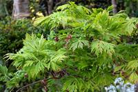 Tuinplant.nl Japanse esdoorn