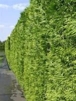 Tuinplant.nl Reuze levensboom haag