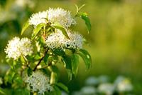 Tuinplant.nl Kornoelje