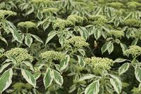 Tuinplant.nl Reuzen Kornoelje
