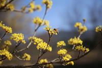 Tuinplant.nl Gele kornoelje haagplantsoen