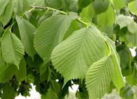 Tuinplant.nl Iep