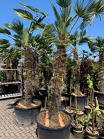 Tuinplant.nl Palmboom