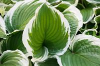 Tuinplant.nl Hartlelie