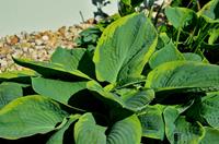Tuinplant.nl Funkia, Hartlelie