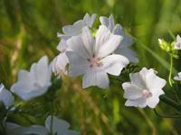 Tuinplant.nl Kaasjeskruid