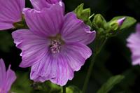 Tuinplant.nl Kaasjeskruid